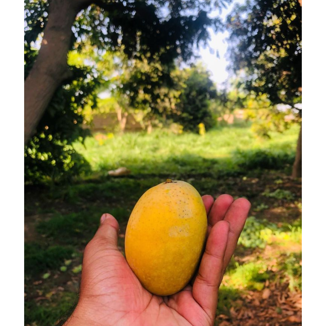 Khushbudaar Anwar Ratol