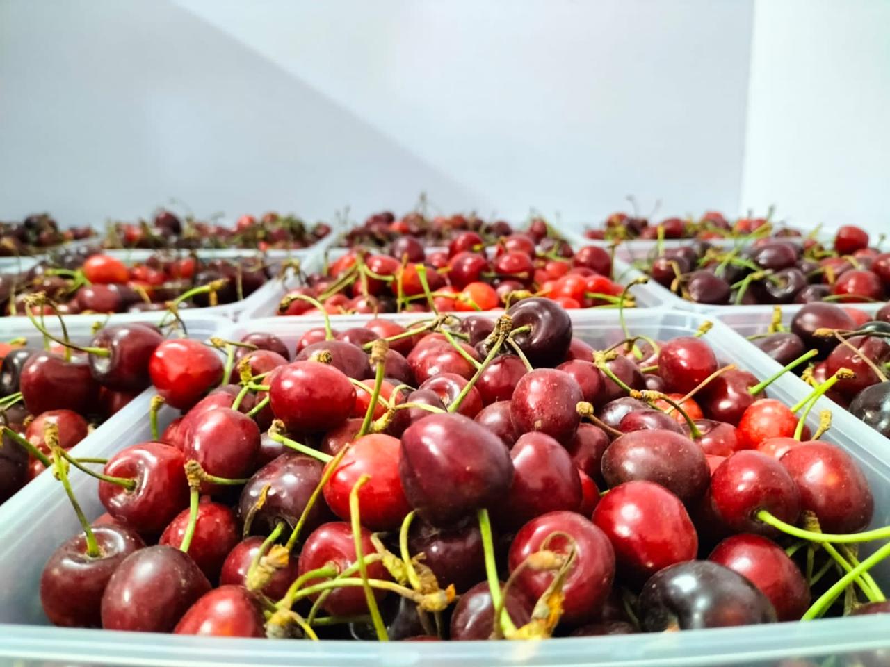 Hunza Cherries